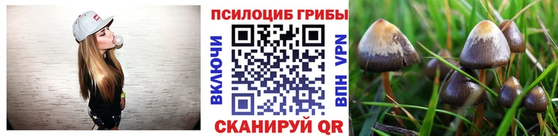 закладка  Тихвин  Псилоцибиновые грибы Psilocybe 