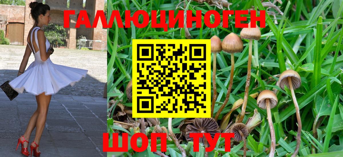Псилоцибиновые грибы Psilocybe  Вход с VPN  что такое   Тихвин 